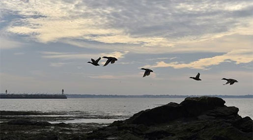 France Detects H5N8 Bird Flu on Duck Farm France Detects H5N8 Bird Flu on Duck Farm