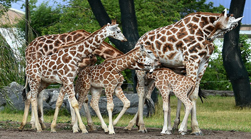 Giraffes 'Threatened with Extinction' Giraffes ’Threatened with Extinction’