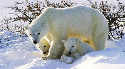 Polar Bear Numbers to Plummet By 1/3 in Next 4 Decades Polar Bear Numbers to Plummet By 1/3 in Next 4 Decades