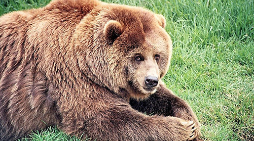 Bear