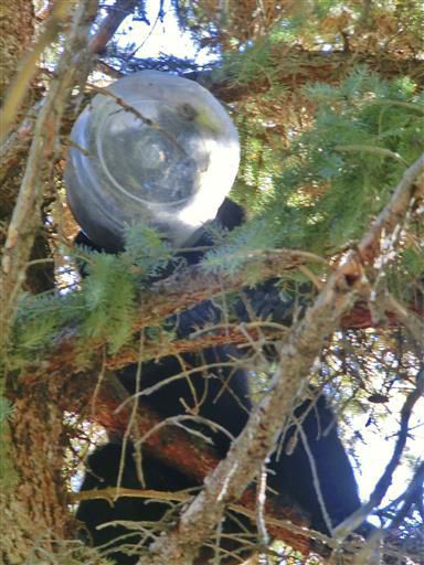 Bear on tree