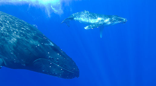 Whale Helps Australian Rescuers Free Trapped Calf Whale Helps Australian Rescuers Free Trapped Calf