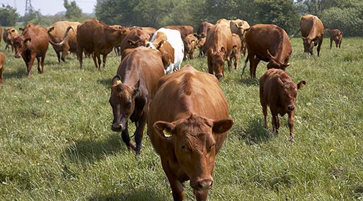 Cows herding