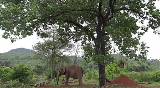 Elephant Sanctuary