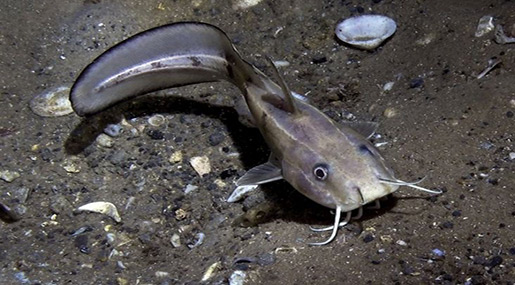 The Nasrallah stinging fish