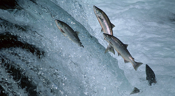 GMO fish