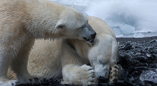 Man Fined for Scaring Polar Bear in Arctic Norway Man Fined for Scaring Polar Bear in Arctic Norway