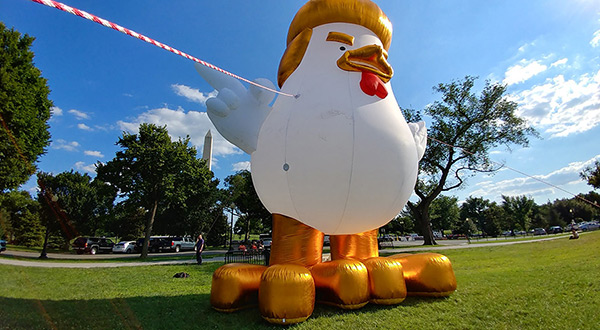 Giant inflatable Trump chicken