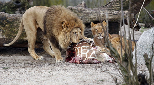 Danish Zoos Accept Pets as Predator Feed