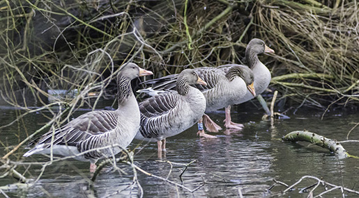 Geese 