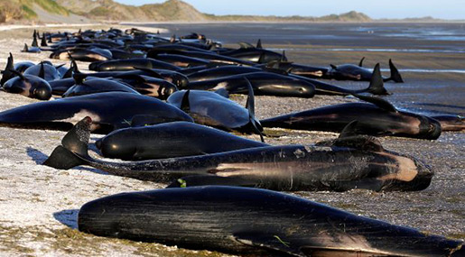 Whales stranded in New Zealand 