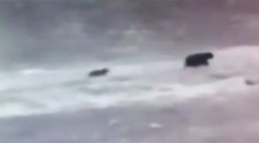 Rare Syrian bear and cub in Lebanon 