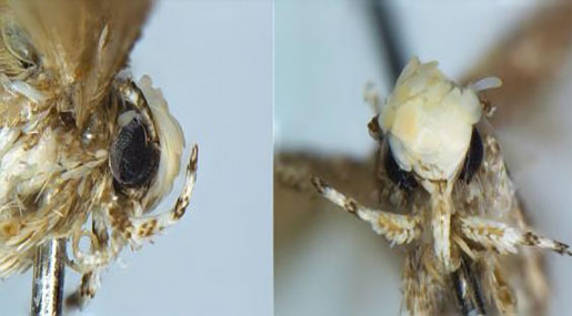 New Moth Species Named After Trump for Sharing ‘Hairstyle' New Moth Species Named After Trump for Sharing ‘Hairstyle’