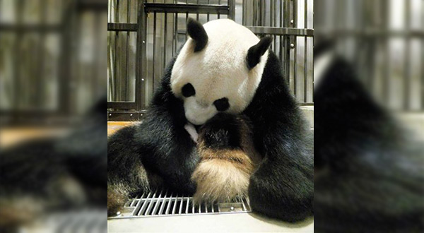 Giant panda
