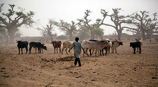 Worst Humanitarian Crisis Hits Africa as Trump Slashes Foreign Aid