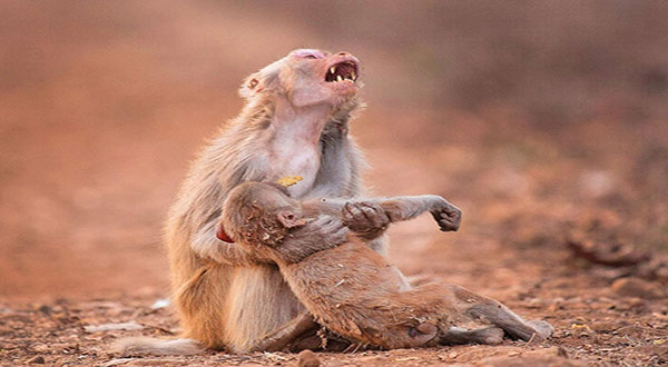 Monkey Mourns Dead Infant in Moving Photograph Monkey Mourns Dead Infant in Moving Photograph