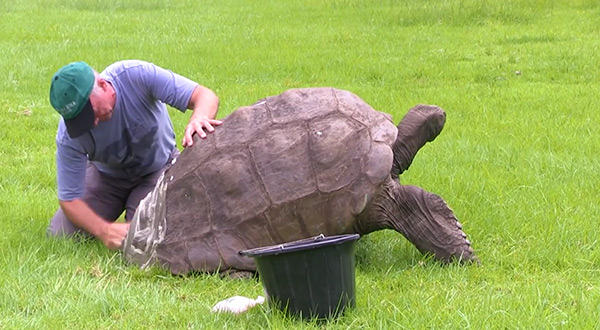 Giant turtle