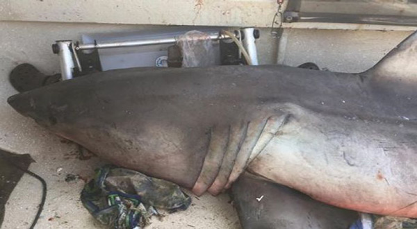 Great white shark in Australia 