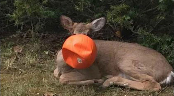 Halloween deer