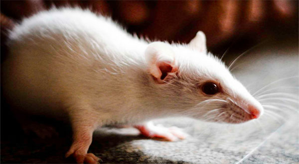 Scientists Cure Blindness in Mice, Procedure Could Work on Humans Scientists Cure Blindness in Mice, Procedure Could Work on Humans