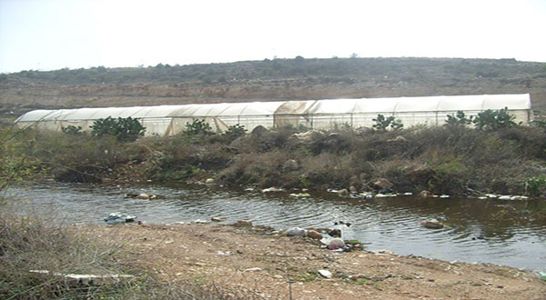‘Israeli' Settlers Flood Dozens of Palestinian Olive Trees with Sewage Water ‘Israeli’ Settlers Flood Dozens of Palestinian Olive Trees with Sewage Water
