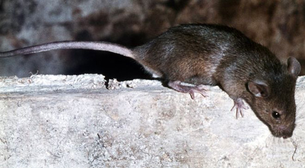 rat