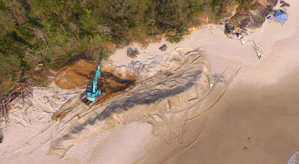 Whale Carcass Dug Up from Australian Beach over Shark Fears Whale Carcass Dug Up from Australian Beach over Shark Fears