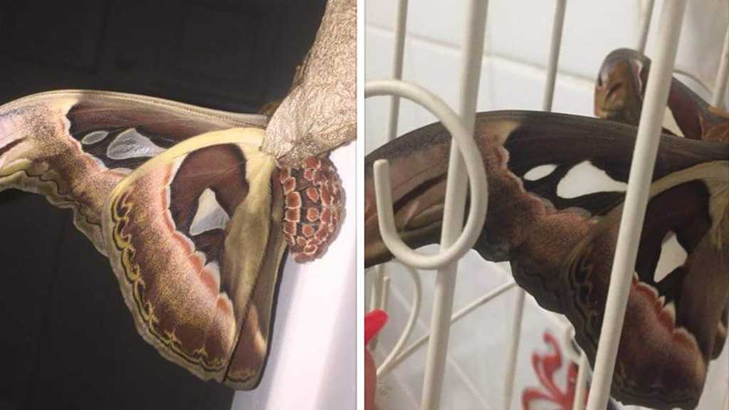 British Teen Slammed for Stealing Rare Moth from Butterfly Farm
