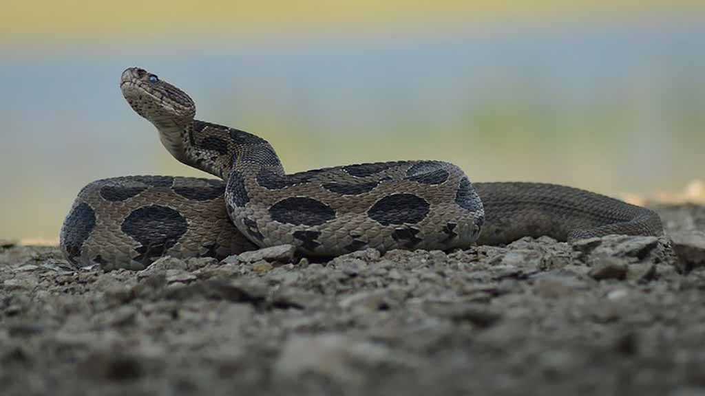 Liberian President Forced Out of His Office by Two Snakes