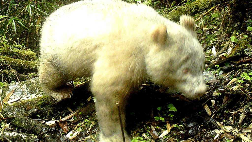 Rare Fully Albino Giant Panda Spotted in Chinese Forest