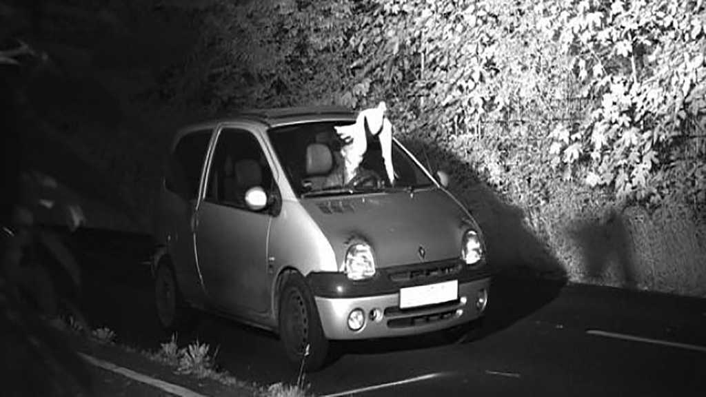 Dove Saves German Driver from Speeding Ticket