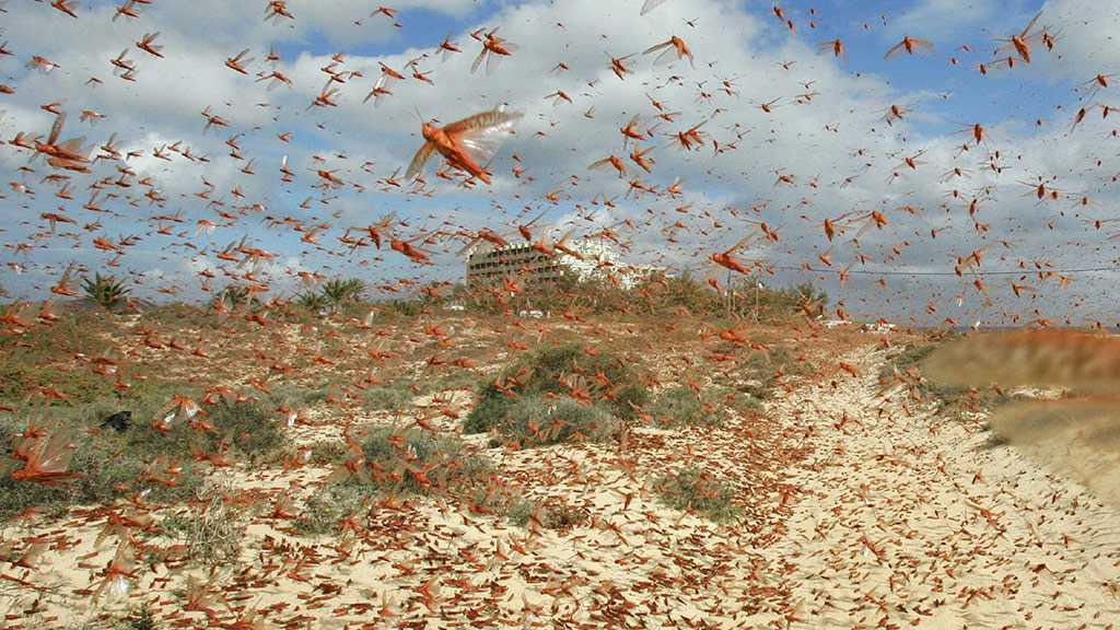 Belgium Supports UN’s FAO in Controlling Desert Locust Swarms in Yemen