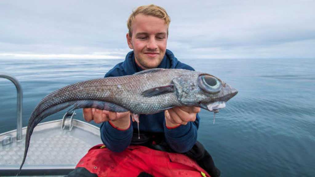 «Alien» Fish Caught Off Norway’s Coast