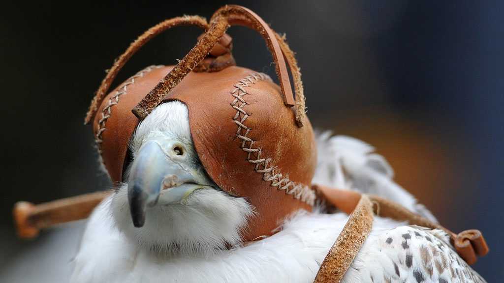 Putin Gives Falcon as Gift to Saudi King, Bird Gets Too Excited!
