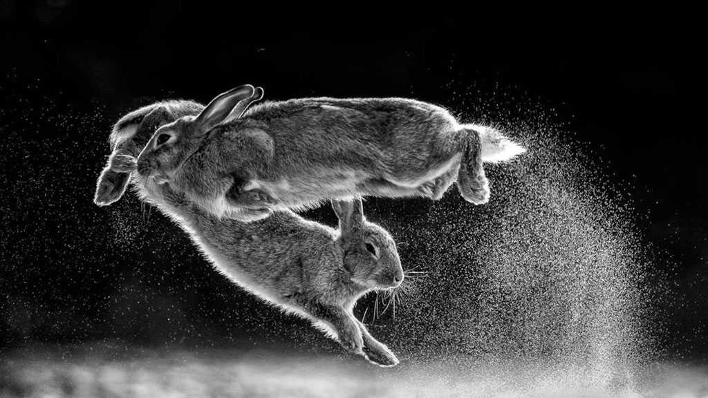 Extraordinary Photo of Leaping Rabbits Wins Annual Prize