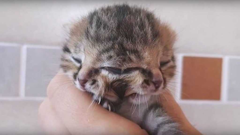 Double-Faced Kitten Reportedly Born in Thailand