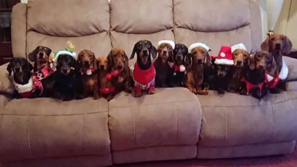 17 Adorable Dachshunds Pose for Perfect Christmas Photos
