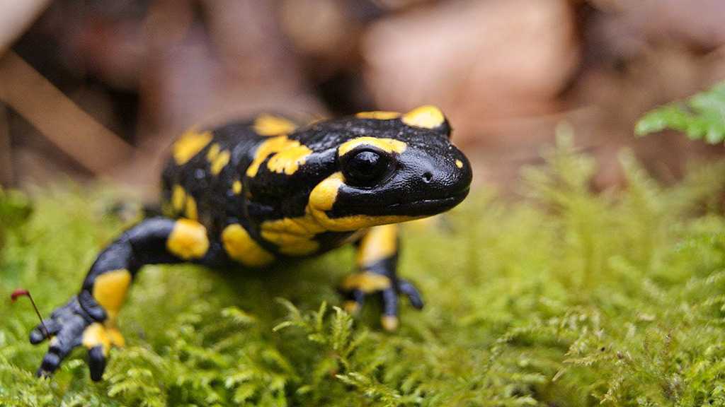 Researchers Spot Salamander That Hasn’t Moved From Its Spot in More Than 7 Years