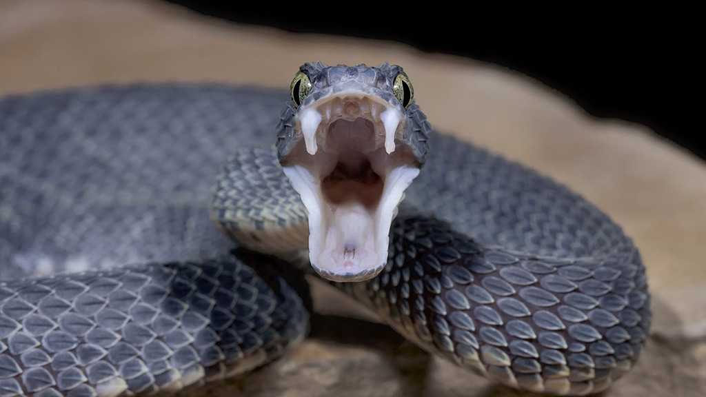 Man Travels 11 Km on Bike with Snake Inside Helmet in India