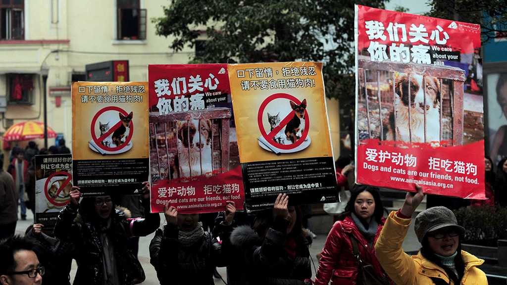 Shenzhen Becomes First Chinese City to Ban Eating Cats, Dogs