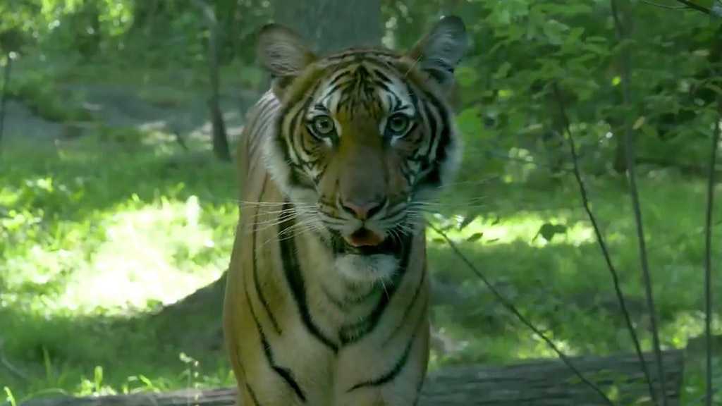 Tiger at NY City Zoo Tests Positive for Covid-19