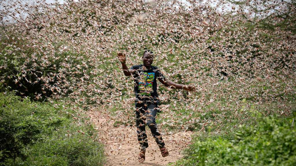 Food Crisis Threatens One Million People in Ethiopia after Locusts Invasion