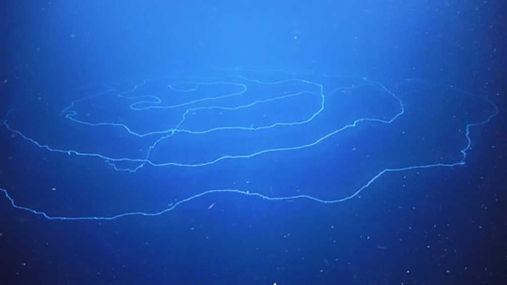 The World’s Longest Animal Discovered in Australian Waters
