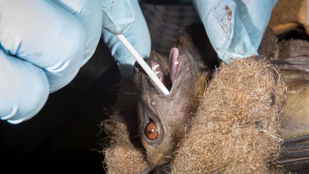 Available Evidence Points to Origin of COVID-19 in Animals – WHO