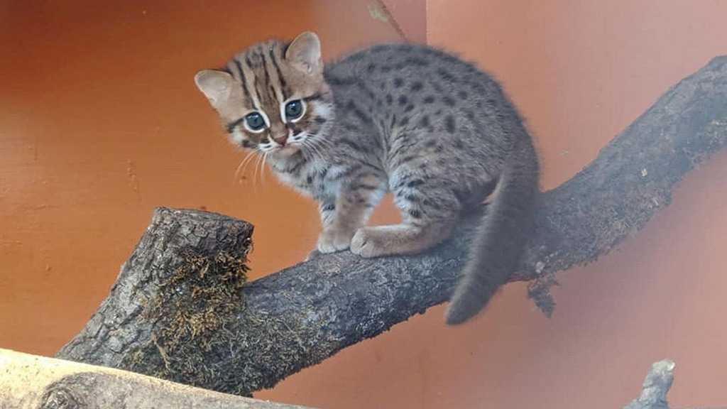 Tiny Pair of World’s Smallest Cat Breed Born in UK