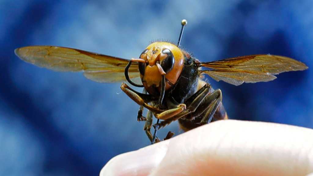 Giant ‘Murder Hornets’ Arrive in United States