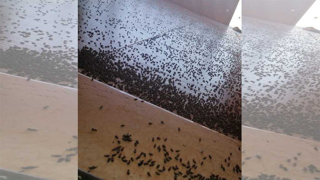Swarms of Insects Invade Several Lebanese Regions