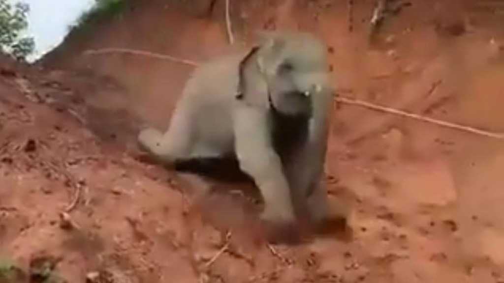 Baby Jumbo Happily Skims Down Jungle Slide Leaving Twitterati in Awe