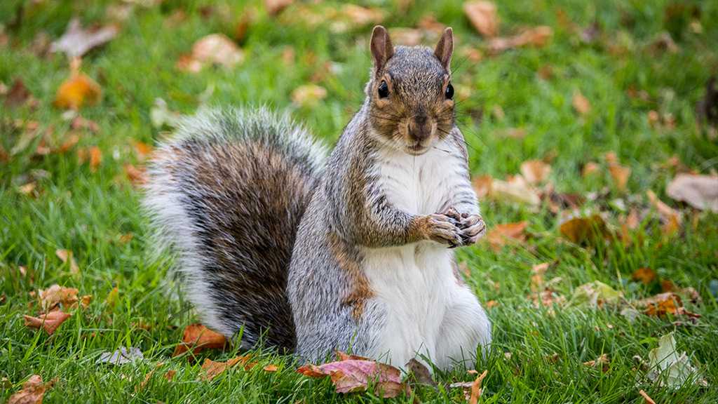 Squirrel Contracts Bubonic Plague in Colorado