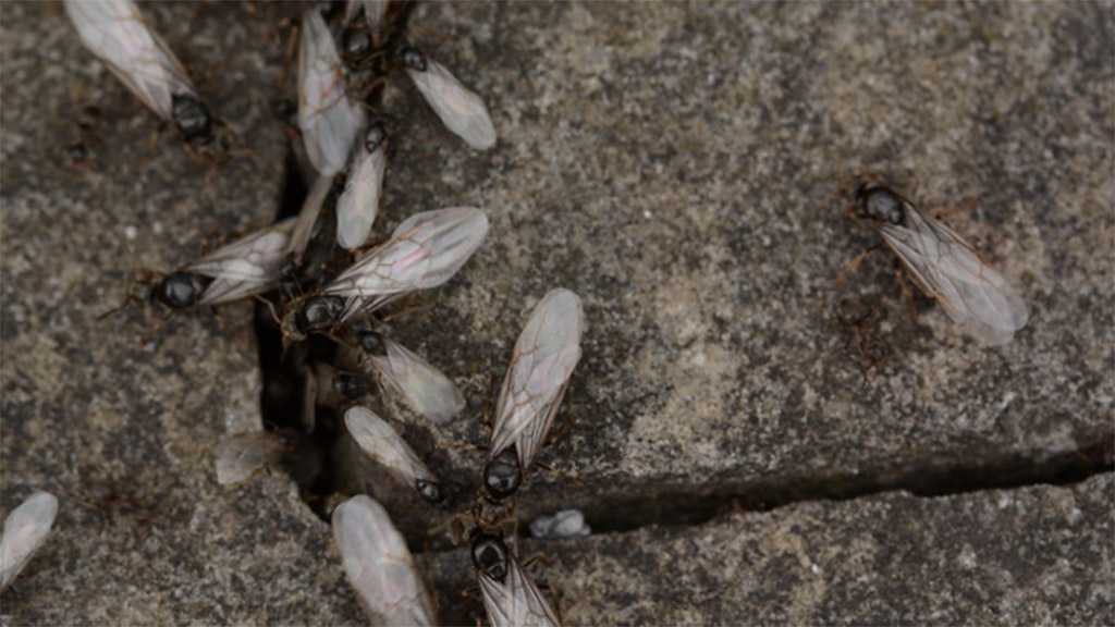 Flying Ants Take Over the Sky in South London